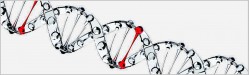 Rapid DNA Extraction kit – jetzt erhältlich!